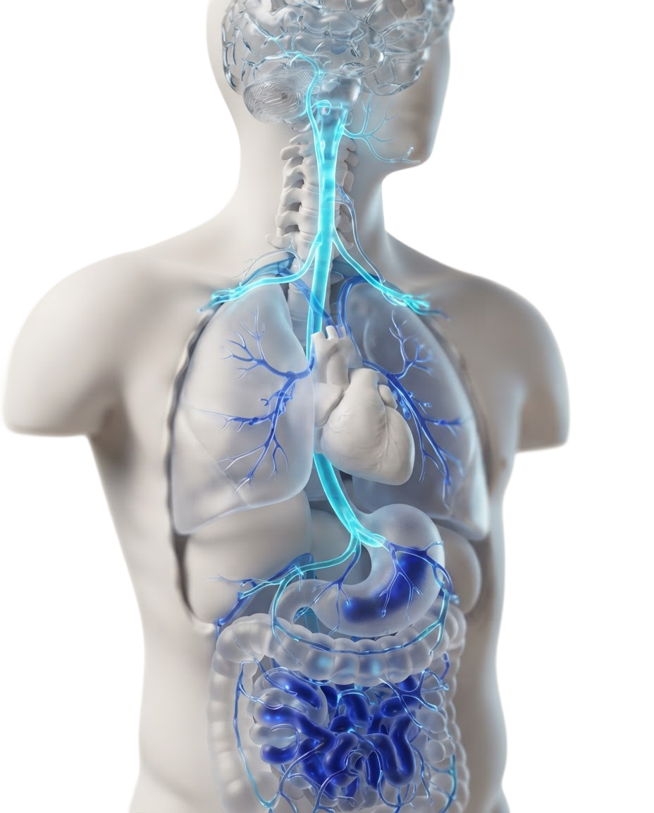 Gut-Brain Axis Vagus Nerve Pathway